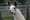 Retrato cercano de una llama mirando a cámara, identidad fija de la serie Ollama